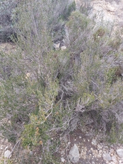 Erica manipuliflora