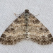 Lobophora - Photo (c) Jim Johnson, some rights reserved (CC BY-NC-ND), uploaded by Jim Johnson