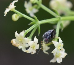 Charagochilus