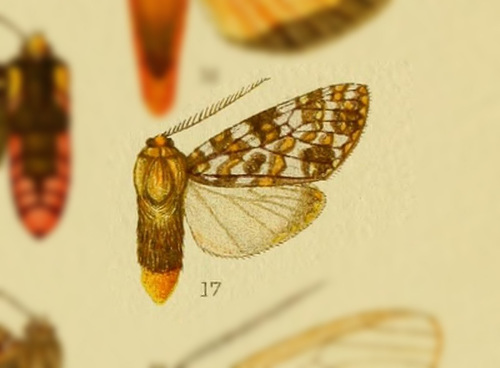 Phaegoptera albimacula