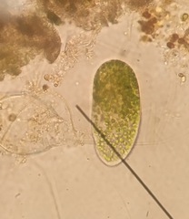 Paramecium bursaria