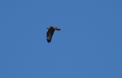 Buteo buteo