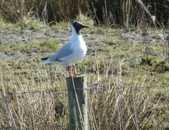 Chroicocephalus ridibundus
