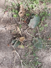 Dorstenia brasiliensis