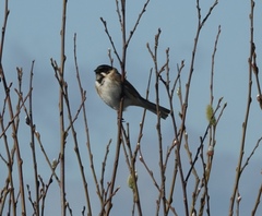 Emberiza schoeniclus