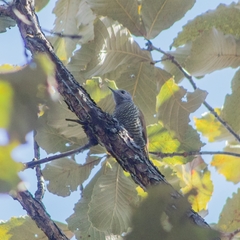 Colaptes auricularis