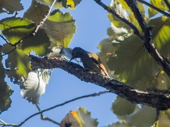 Colaptes auricularis