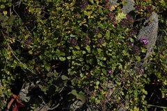 Thymus nummularius