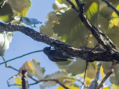 Colaptes auricularis