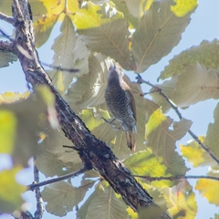 Colaptes auricularis