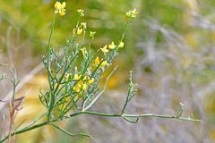Coronilla juncea