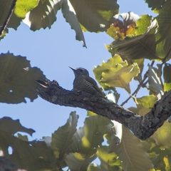 Colaptes auricularis