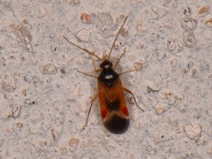 Ceratocapsus apicalis