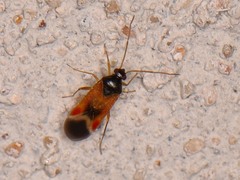 Ceratocapsus apicalis