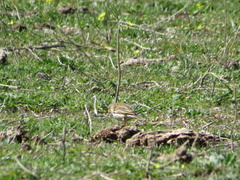 Anthus pratensis