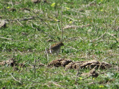 Anthus pratensis