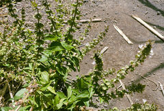 Ocimum × africanum