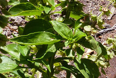 Ocimum × africanum