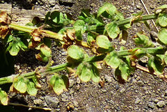 Ocimum × africanum