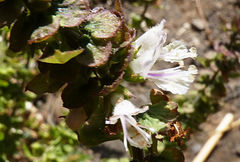 Ocimum × africanum