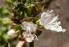 Ocimum × africanum
