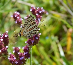 Cigaritis natalensis