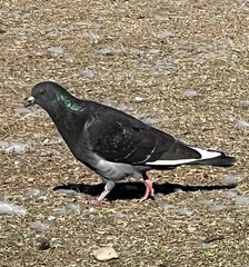 Columba livia domestica