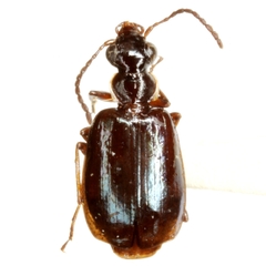Lebia marginicollis