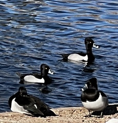 Aythya collaris