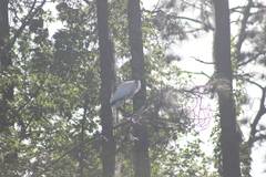 Mycteria americana image