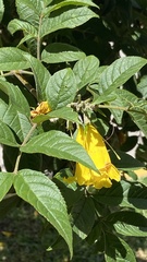 Tecoma stans sambucifolia