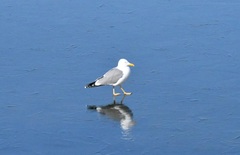 Larus argentatus