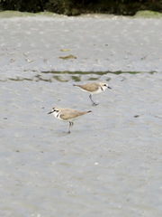 Charadrius alexandrinus