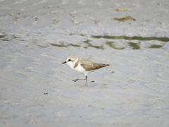 Charadrius alexandrinus