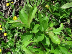 Salix caucasica