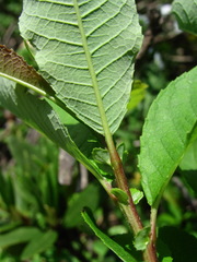 Salix caucasica