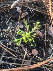 Euphorbia ipecacuanhae