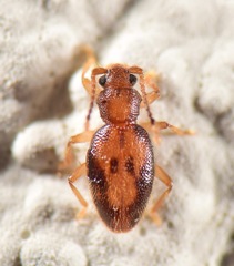 Archipines intricata