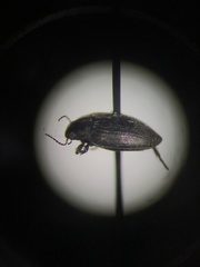 Leconectes striatellus
