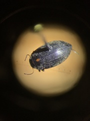 Leconectes striatellus