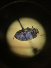 Leconectes striatellus