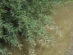 Salix elbursensis