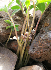 Hydrophyllum alpestre