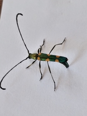 Anubis clavicornis