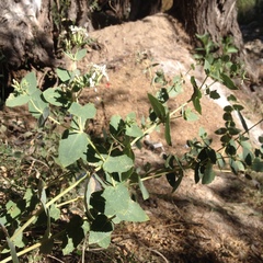 Guardiola platyphylla