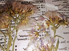 Aster amellus amellus