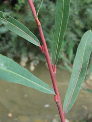 Salix elbursensis