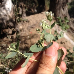 Guardiola platyphylla