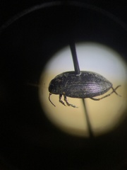 Leconectes striatellus