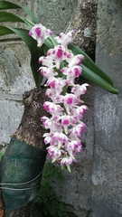 Aerides